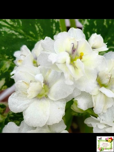 Adirondack Moon (S. Sorano) (лист посажен 28.01.26)