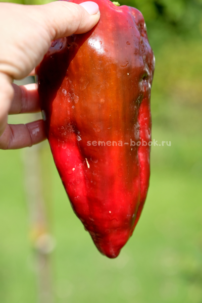 Перец сладкий Najerano Pepper (Нажеранский), 10 шт