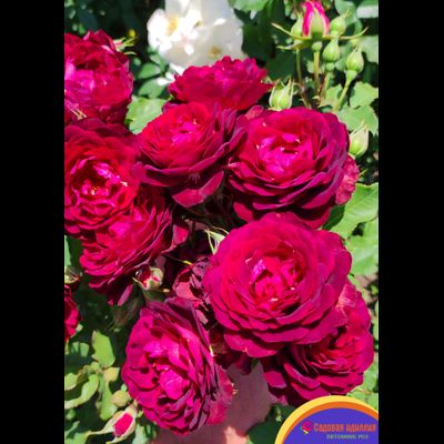 Лия Меже (Lia Mege)