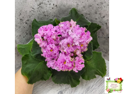 НД-Розовая Скумпия (Н. Данилова-Суворова) 2022 г.