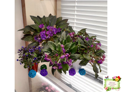 Senk's Azalea Trail (R.Follett/D.Senk) (9845) 01/30/2008 трейлер