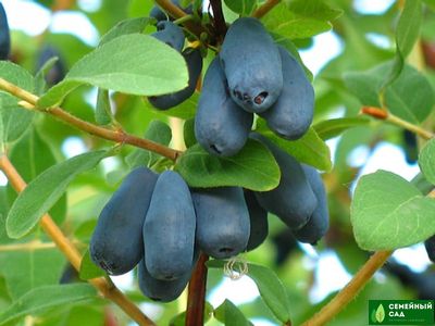 Жимолость "Принцесса Диана"