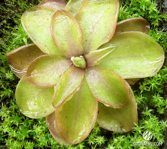 Pinguicula Seductora