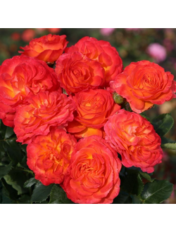 Вулкано (Vulcano)