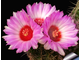 Thelocactus schwarzii - 5 семян