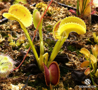 Dionaea muscipula Clone X-11