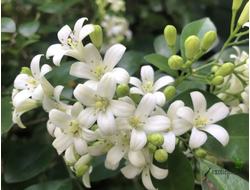 Murraya paniculata Exotica / Муррайя метельчатая Экзотика