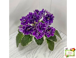 ВаТ-Крайслер (Т. Валькова) трейлер