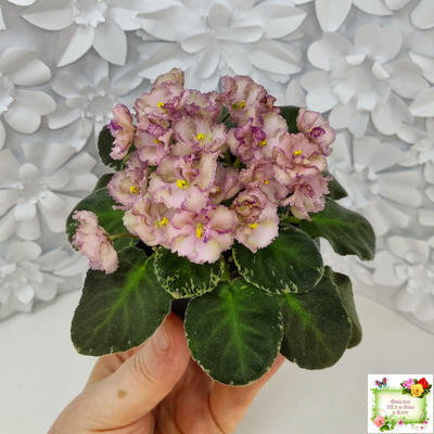 Н-Яшма (Н. Бердникова) 2015 г.