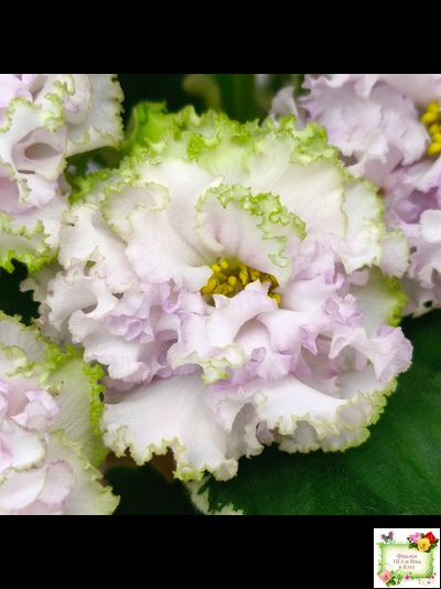 АВ-Богатая Невеста (Фиалковод) 2020 г.