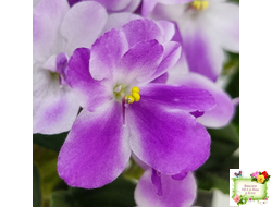 LV-Кирюша (Л. Шевелева) 2022 г. трейлер (пасынок посажен 15.08.25)