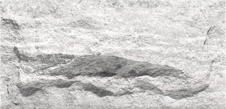 Crossard Mushroom Stone Грибной камень Кроссард