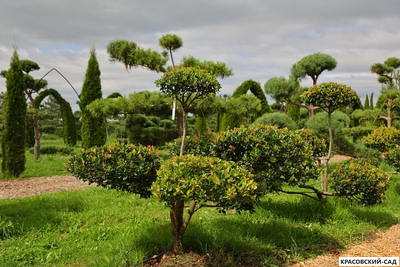 Ниваки - Бонсай садовый Боярышник сливолистный