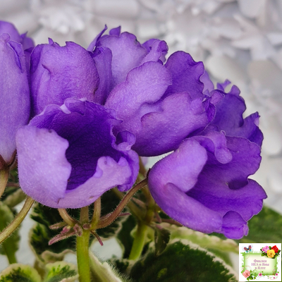 КНН-Крокус (Н. Куриленко) 2022 г. (лист с детками посажен 23.07.25)