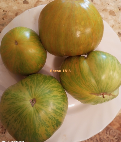 Томат Ярсон 18-3, Jarson 18/3