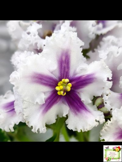 МТ-Сладкая Фантазия химерный спорт