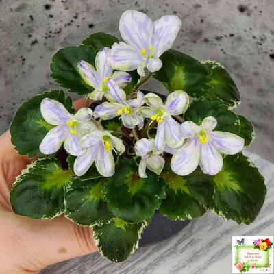 ЛЕ-Лунный Жемчуг (Е. Лебецкая) 2020 г. (пестролистный гёрл)