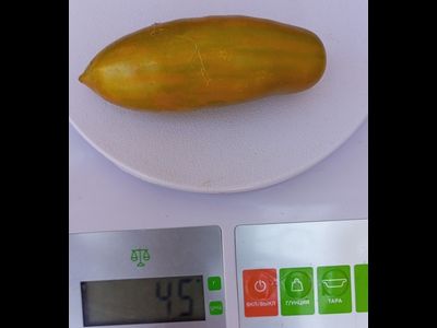 Томат Зеленая сосиска (Green Sausage, Грин Сосидж)