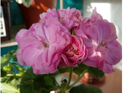 Пеларгония Ю-Дикая роза