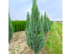 Можжевельник скальный  Блю Айвори (Blue Ivory), 2,0 л