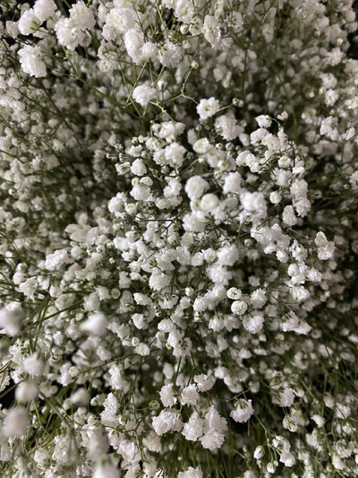 Гипсофила белая 25 шт