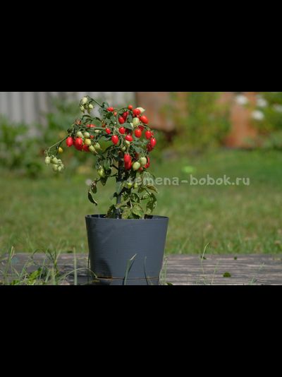 Томат LITTLE HEARTBREAKER (Маленький сердцеед), 10 шт