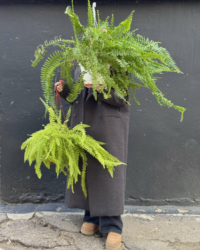 Папоротник Нефролепис