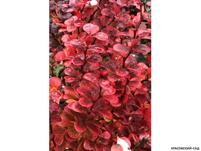 Барбарис Тунберга Ред Рокет