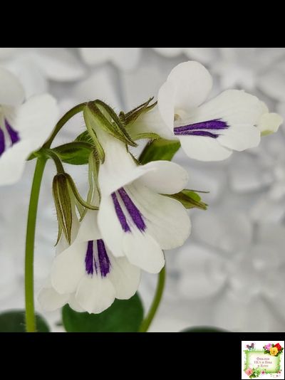 Deinostigma tamiana (Primulina tamiana (примулина тамиана))