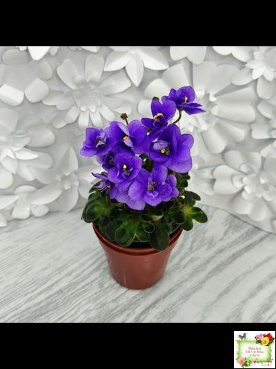 Mac&#039;s Pizza Pizzicato (G. McDonald) 01/31/2008 (гёрл-лист)