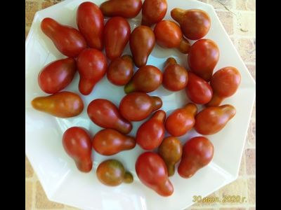 Томат Кафе буле (Cafe bule)