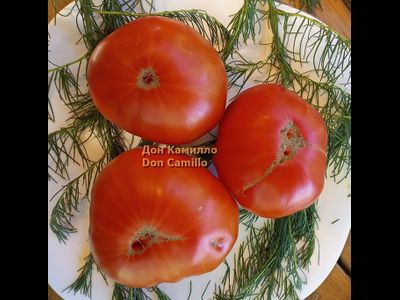 Томат Дон Камилло (Don Camillo)