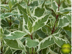 ДЕРЕН "ЭЛЕГАНТИСИММО" (БЕЛОПЁСТРЫЙ) саженец 80-90 см