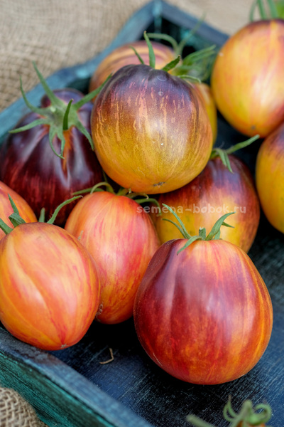 Томат Огненный Тюрбан, 10 шт