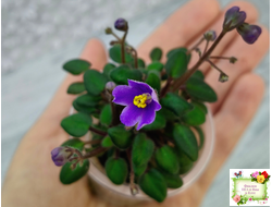 Senk's Fruit Fly (R.Follet/D.Senk) (9856) 01/30/2008