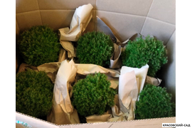 Туя Тини Тим Tiny Tim фотография упакованы в коробку - красовский-сад.рф