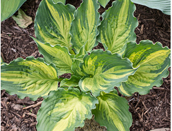 Хоста Lakeside paisley print, C2