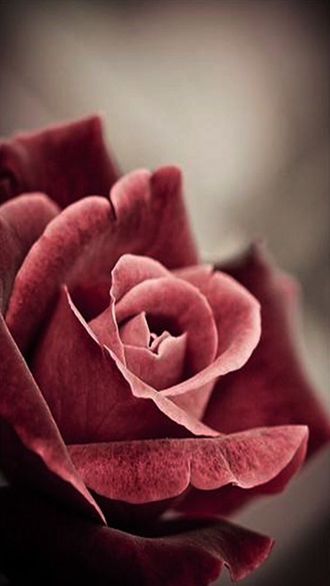 Rose Wax (Natural) Firmenich / Роза воск