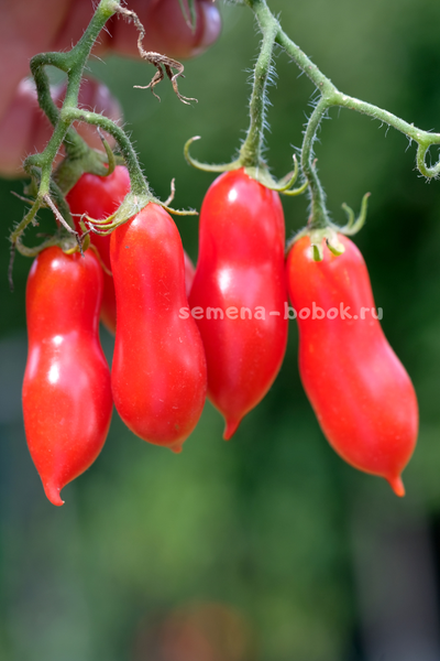 Томат Pelino 2014 (Пелино 2014), 7 шт