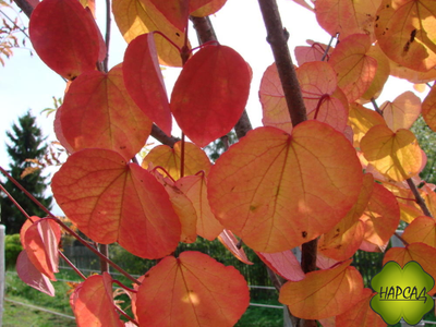 БАГРЯННИК ЯПОНСКИЙ