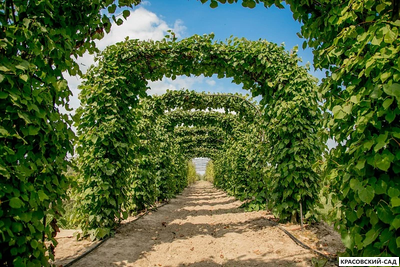 Топиар Арка из Липы мелколистной - Tilia cordata