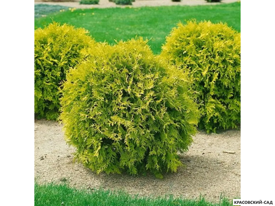 Туя Меджем - Mirjam