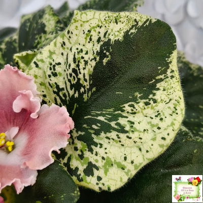 НД-Морковка (Н. Данилова-Суворова) 2021 г. (лист посажен 26.02.26)