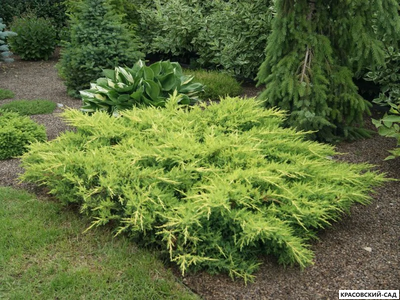 Можжевельник Голд Киссен