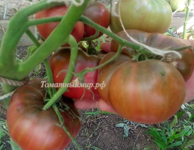 Томат Моруно де Мадрид (Moruno de Madrid)