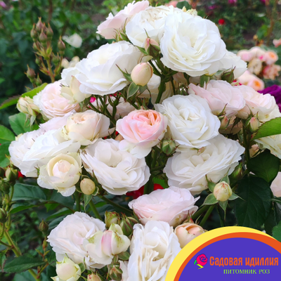 Букет Парфе (Bouquet Parfait)