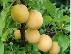 алыча "Злато скифов"