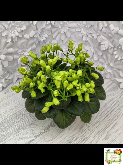 Emerald Bell (О.Барышева) 2016