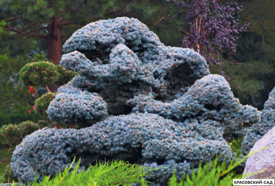 Ниваки - Бонсай садовый Ель Глаука Глобоза - Glauca Globosa