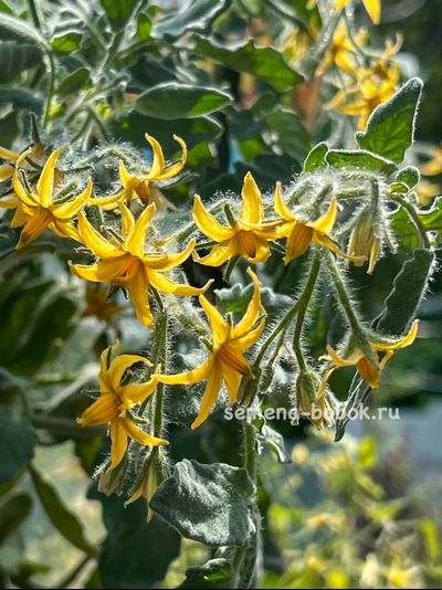 Томат Micro dwarf Allure (Аллюр), 10 шт